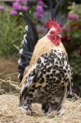 Angela Hampton - Domestic Chicken, Sable Poot, Lemon Mill Fleur cock