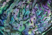 Lynda Harper - Rainbow Abalone, inside shell, New Zealand