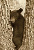 John Holmes - Asiatic Black Bear four month old cub, resting in tree, Sichuan, China