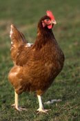 Wayne Hutchinson - Domestic Chicken, close-up of free-range hen, England
