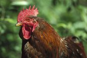 Heidi and Hans-Jurgen Koch - Domestic Chicken rooster, northern Germany