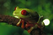 Heidi and Hans-Jurgen Koch - Red-eyed Tree Frog portrait sitting on a twig, native to tropical rainforests of Central America