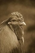 Gerard Lacz - Domestic Chicken, Partridge Brahma, cockerel, close-up of head