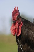 Gerard Lacz - Domestic Chicken, close-up of cockerel head