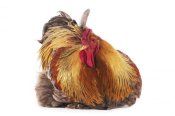 Gerard Lacz - Domestic Chicken, Partridge Brahma, cockerel, sitting