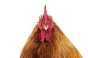 Gerard Lacz - Domestic Chicken, Partridge Brahma, cockerel, close-up of head