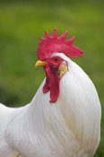 Gerard Lacz - Domestic Chicken, White Leghorn, cockerel, close-up of head and neck, France