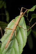 Ch'ien Lee - Stick insect, North Maluku, Indonesia