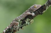 Ch'ien Lee - Tokay Gecko juvenile, Uthai Thani, Thailand