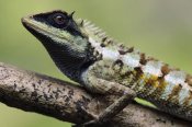 Ch'ien Lee - Forest Crested Agama lizard, Krabi, Thailand