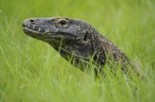 Ch'ien Lee - Komodo Dragon in grass, Nusa Tenggara, Indonesia