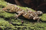 Ch'ien Lee - Borneo Bow-fingered Gecko, Sarawak, Borneo, Malaysia