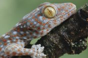 Ch'ien Lee - Tokay Gecko juvenile showing vertical pupil, Uthai Thani, Thailand