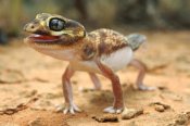 Ch'ien Lee - Knob-tailed Gecko in defensive posture, Western Australia, Australia