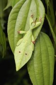 Ch'ien Lee - Walking Stick juvenile camouflaged on leaf, Sarawak, Borneo, Malaysia