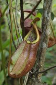Ch'ien Lee - Pitcher Plant pitcher, newly described species, Surat Thani, Thailand