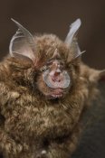 Ch'ien Lee - Bornean Horseshoe Bat, Bukit Sarang Conservation Area, Bintulu, Borneo, Malaysia