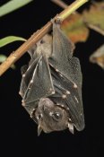 Ch'ien Lee - Spotted-winged Fruit Bat roosting, Bukit Sarang Conservation Area, Bintulu, Borneo, Malaysia
