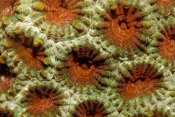 Hans Leijnse - Stone coral detail, Indonesia.