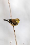 Scott Leslie - American Goldfinch, Canada