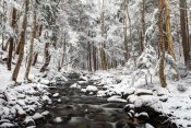 Scott Leslie - Stream in winter, Nova Scotia, Canada