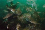 Scott Leslie - Cunner fish, multiexposed 16x, Nova Scotia, Canada
