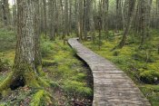 Scott Leslie - Canadian Hemlock grove with boardwalk, Kejimkujik National Park, Nova Scotia, Canada
