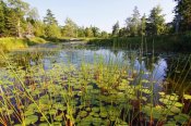 Scott Leslie - Marsh with reeds and lily pads surrounding a pond, West Stoney Lake, Nova Scotia, Canada