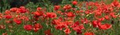 Albert Lleal - Red Poppy field, Europe