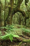 Albert Lleal - Macaronesian Laurel relict forest in Garajonay National Park, Canary Islands, Spain