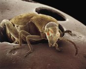 Albert Lleal - American Seed Beetle emerging from string bean it has partially eaten