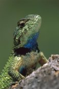 Thomas Marent - Green Spiny Lizard male, Costa Rica