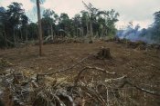 Thomas Marent - Rainforest deforestation, French Guiana