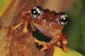 Thomas Marent - Tree Frog portrait, Andasibe-Mantadia National Park, Madagascar