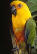 Claus Meyer - Yellow-faced Parrot portrait, threatened, southern Brazil