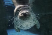 Hiroya Minakuchi - Spotted Seal, Japan