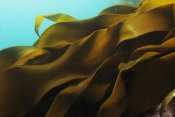 Hiroya Minakuchi - Ribbon Kelp, Antarctica