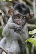 Hiroya Minakuchi - Long-tailed Macaque baby, Saba, Malaysia