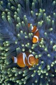 Hiroya Minakuchi - Clown Anemonefish pair in sea anemone tentacles