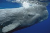 Hiroya Minakuchi - Sperm Whale surfacing, Azores Islands, Portugal