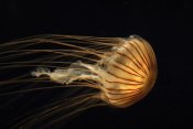 Hiroya Minakuchi - Northern Sea Nettle Jellyfish northern Pacific Ocean