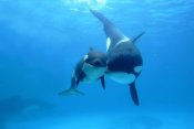 Hiroya Minakuchi - Orca mother and newborn baby, Sea World, Kamogawa, Japan