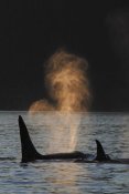 Hiroya Minakuchi - Orca resident pod spouting, Prince William Sound, Alaska