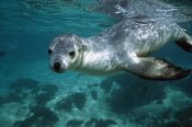 Hiroya Minakuchi - Australian Sea Lion underwater portrait, South Australia