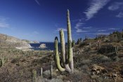 Hiroya Minakuchi - Cardon cactus, Santa Catalina Island, Sea of Cortez, Mexico