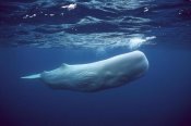 Hiroya Minakuchi - Sperm Whale white morph near surface, Azores Islands, Portugal