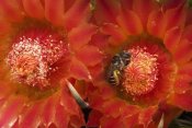 Mark Moffett - Cactus Bee feeding on barrel cactus nectar, Tucson, Arizona