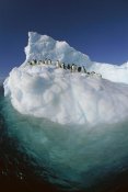 Colin Monteath - Adelie Penguin group riding sculpted iceberg, Terre Adelie Land, east Antarctica