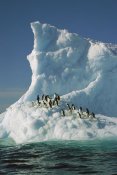 Colin Monteath - Adelie Penguin group riding sculpted iceberg, Terre Adelie Land, east Antarctica