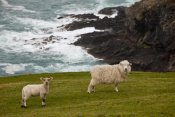 Colin Monteath - Domestic Sheep and lamb near cliff edge, Stony Bay, Banks Peninsula, Canterbury, New Zealand